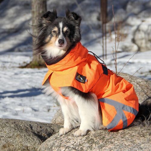 KIVALO_KOIRAN_TAKKI_OHTO