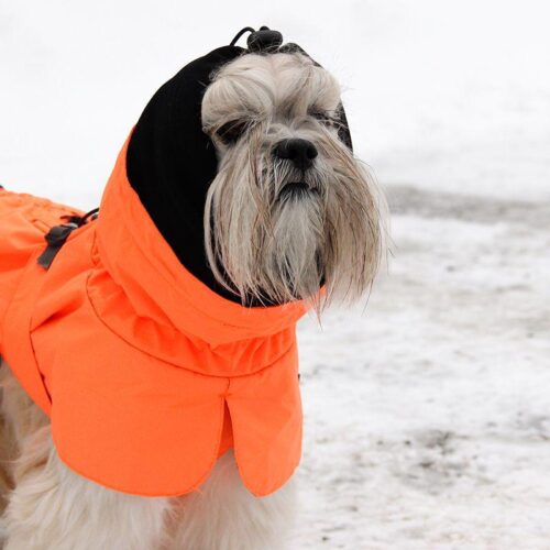 KIVALO_KOIRAN_TAKKI_OHTO