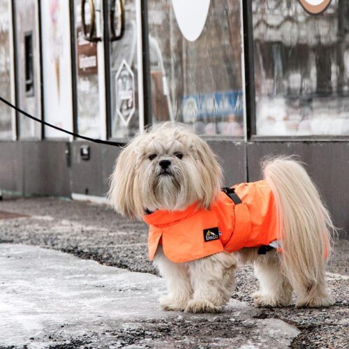 KIVALO_KOIRAN_TAKKI_OHTO