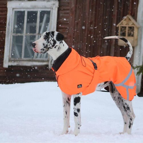 KIVALO_KOIRAN_TAKKI_OHTO