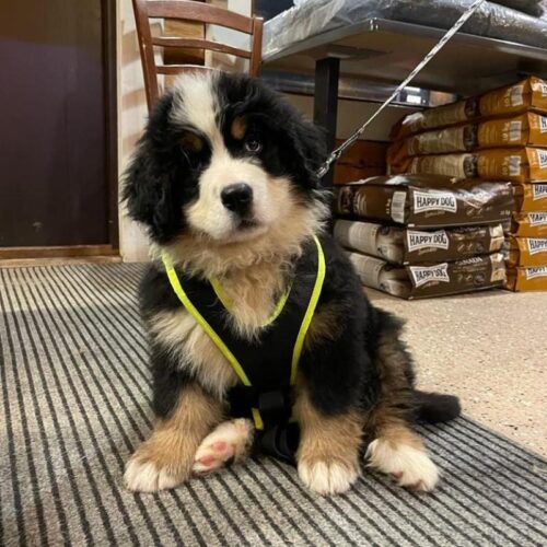 Gappay_Pentuvaljas_iso