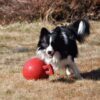 KOIRANLELU_JOLLY_BALL_TUG_N_TOSS__KOIRILLE