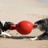 KOIRANLELU_JOLLY_BALL_TUG_N_TOSS__KOIRILLE
