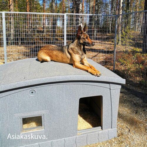 JAMPTI_LAMPOERISTETTY_KOIRANKOPPI__HARMAA