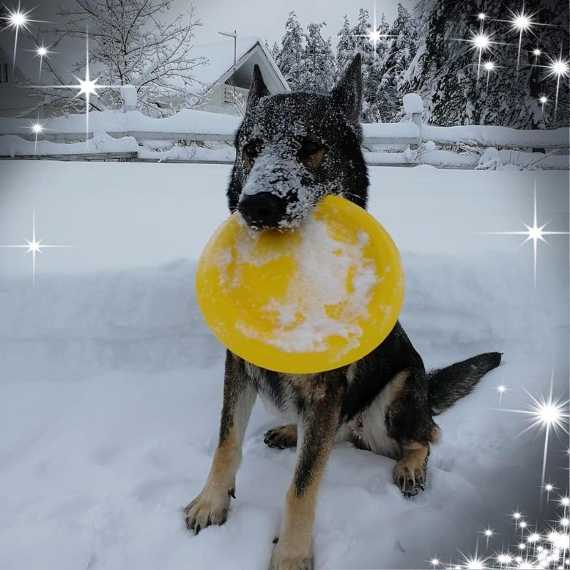 KOIRAN LELUT JA AKTIVOINTI