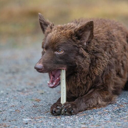 CANINECARE_KASVIS_MERILEVALUU__PURUTIKKU