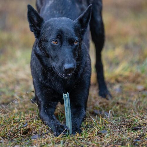 CANINECARE_KASVIS_MERILEVALUU__PURUTIKKU