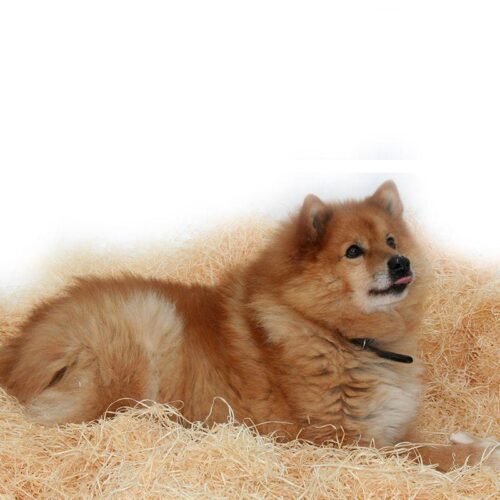 PEHMUSTI_KOIRANKOPINKUIVIKE