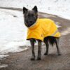 KIVALO_KOIRAN_SADETAKKI_NIVA