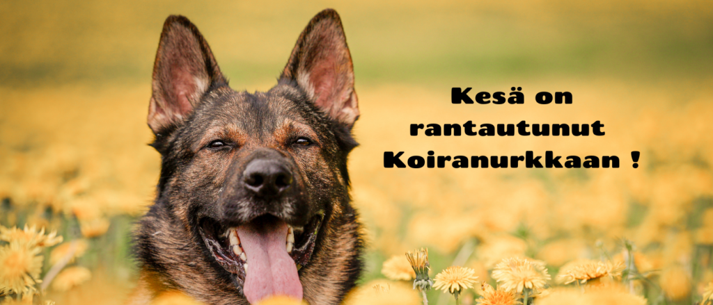 Koiranurkka