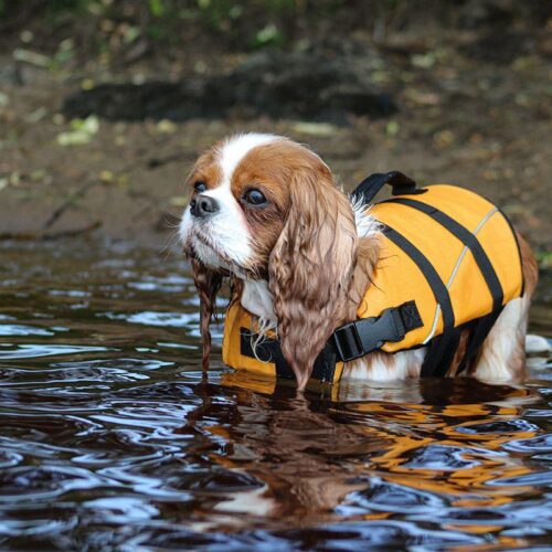 BOOGIE_KOIRAN_PELASTUSLIIVI_TYRSKY