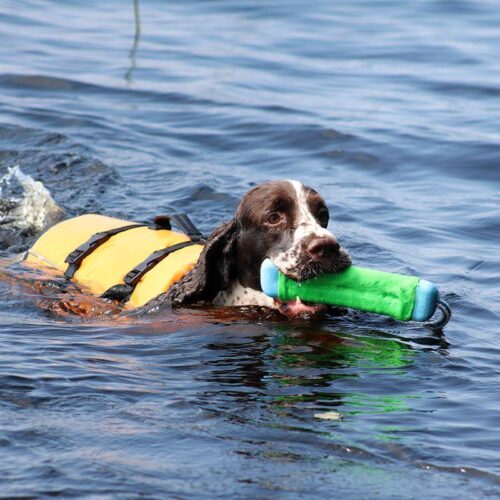 BOOGIE_KOIRAN_PELASTUSLIIVI_TYRSKY