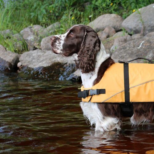 BOOGIE_KOIRAN_PELASTUSLIIVI_TYRSKY