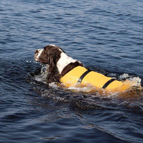 BOOGIE_KOIRAN_PELASTUSLIIVI_TYRSKY