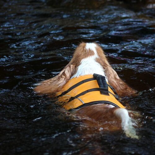 BOOGIE_KOIRAN_PELASTUSLIIVI_TYRSKY