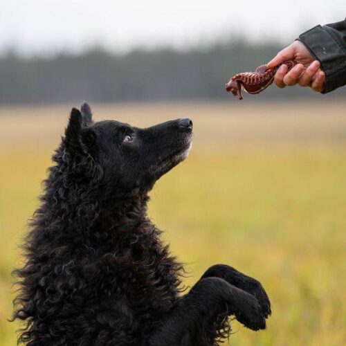 CANINECARE_KASVIS_MERILEVALUU__MERIELAIMET_S_koko
