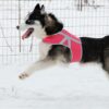 KIVALO_KOIRAN_HEIJASTINLIIVI_KAAMOS
