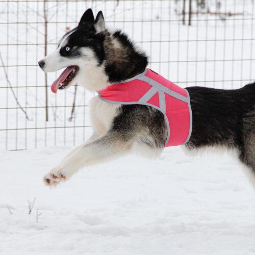 KIVALO_KOIRAN_HEIJASTINLIIVI_KAAMOS