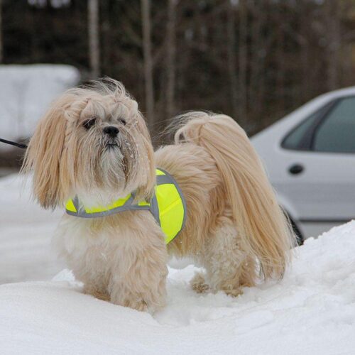 KIVALO_KOIRAN_HEIJASTINLIIVI_KAAMOS