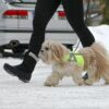 KIVALO_KOIRAN_HEIJASTINLIIVI_KAAMOS