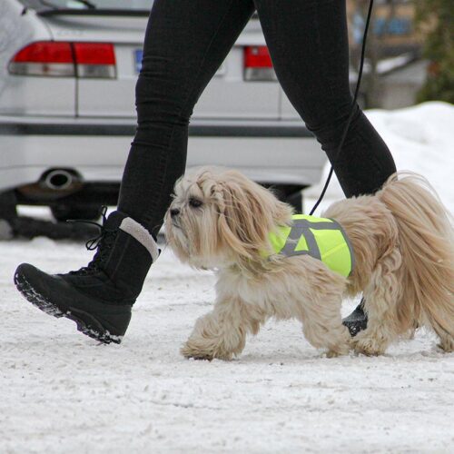 KIVALO_KOIRAN_HEIJASTINLIIVI_KAAMOS