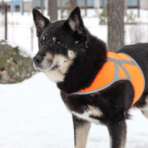 KIVALO_KOIRAN_HEIJASTINLIIVI_KAAMOS