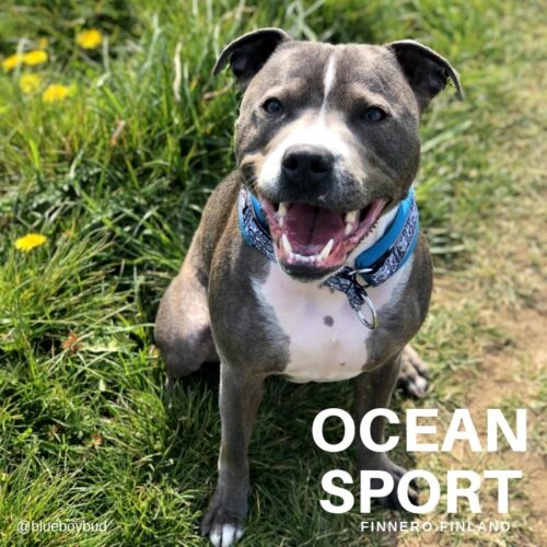 FINNERO_OCEAN_SPORT_PANTA_KOIRALLE___TURKOOSI
