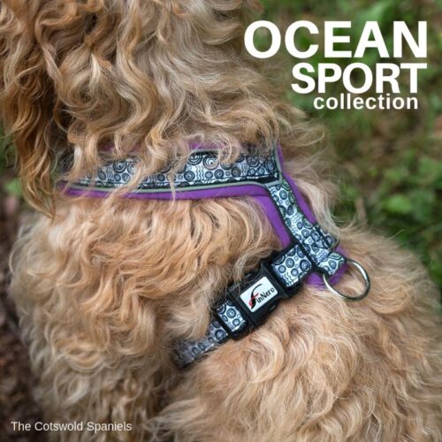 FINNERO_OCEAN_SPORT_Y_valjas_koiralle_VIOLETTI