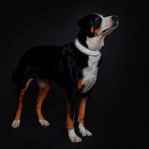 HUNTER_KOIRAN_HEIJASTAVA_KAULAPANTA_DIVO