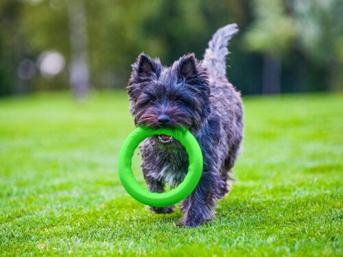 Pitch_Dog_Heittorengas