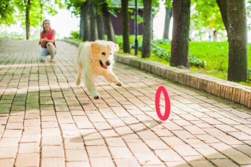 Pitch_Dog_Heittorengas