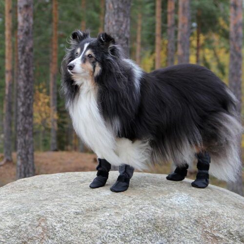 KIVALO_KOIRAN_TOSSU__POLKU_2_KPL___PKT