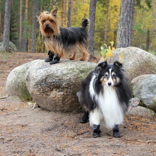 KIVALO_KOIRAN_TOSSU__POLKU_2_KPL___PKT