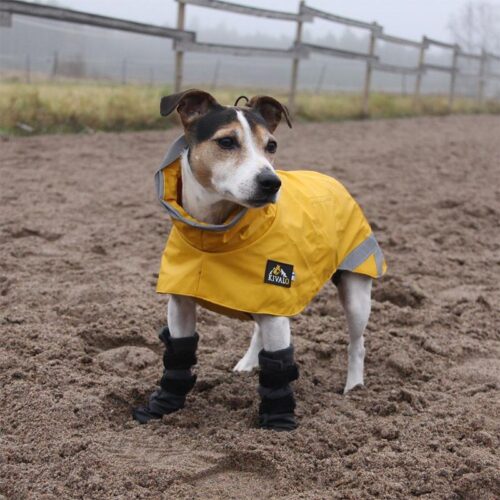 KIVALO_KOIRAN_TOSSU__POLKU_2_KPL___PKT