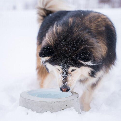 SULAVESI_2_6_l_small_juoma_astia