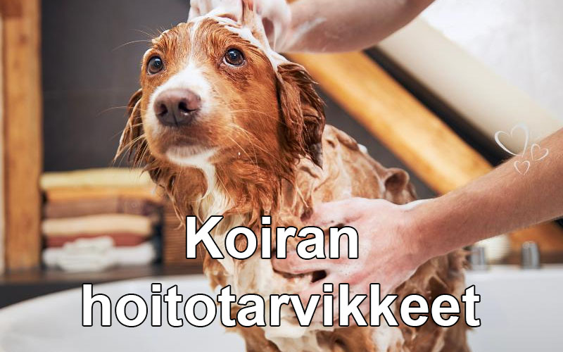 Koiranurkka