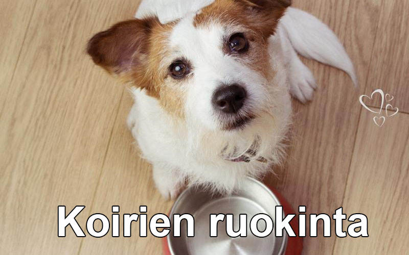 Koiranurkka