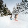 LONG_DISTANCE_BOOTIE_KOIRAN_TOSSUT_4_kpl