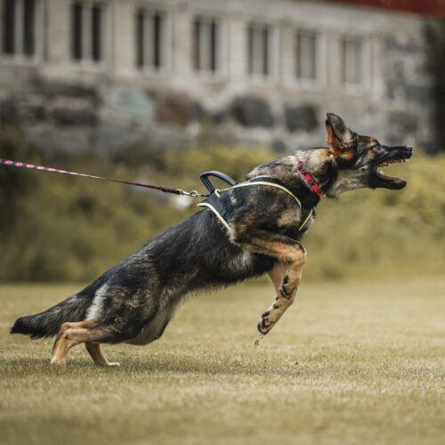 GAPPAY_PENTUVALJAS_iso