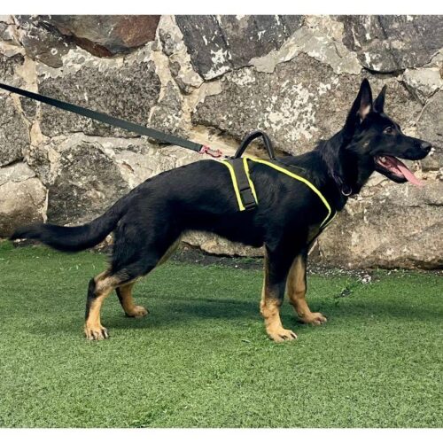 Kerttu_Gappay_pentuvaljas_iso