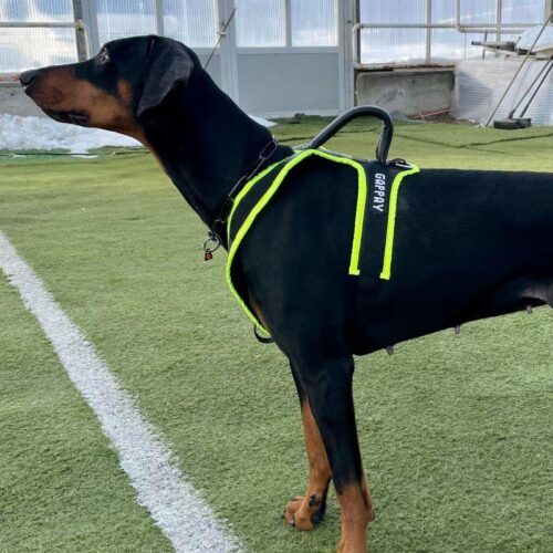 GAPPAY_PENTUVALJAS_iso