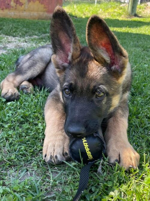 BUSS_Nahkapallo_narulla