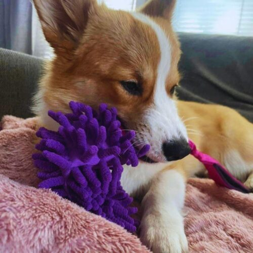 Asiakaskuva_zayma_moppi