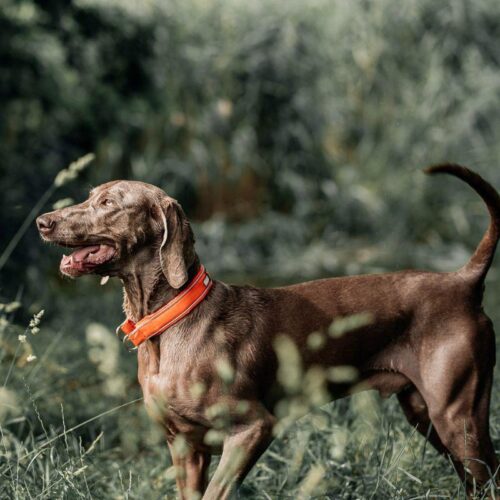 SAFE_COLLAR_KAULAPANTA