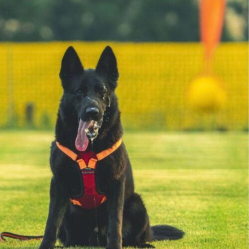 TOLPPAVALJAS___Polytanu