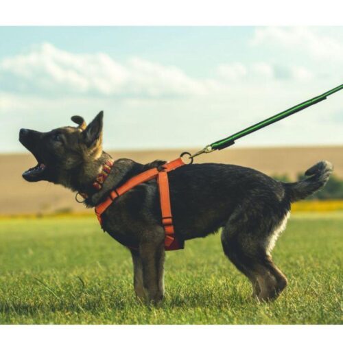 TOLPPAVALJAS___Polytanu