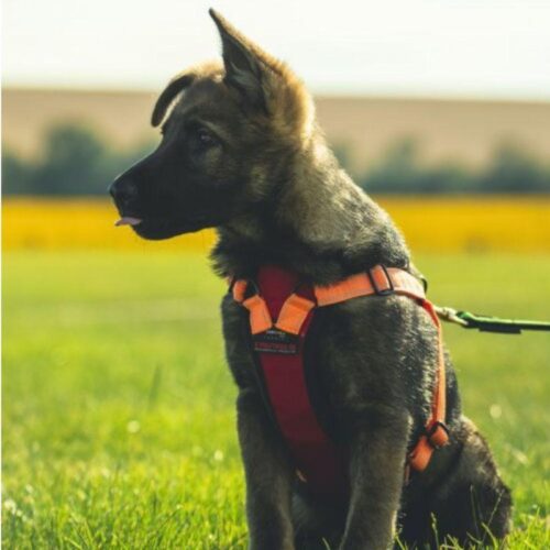 TOLPPAVALJAS___Polytanu