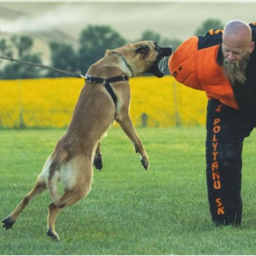 TOLPPAVALJAS___Polytanu