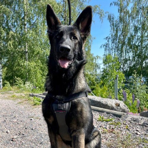 TOLPPAVALJAS___Polytanu