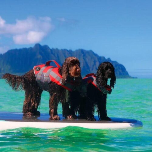 HUNTER_KOIRAN_PELASTUSLIIVI